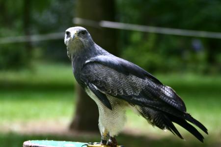 Aigle bleu des Andes